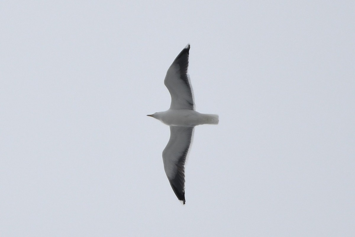 Great Black-backed Gull - Ron Rind