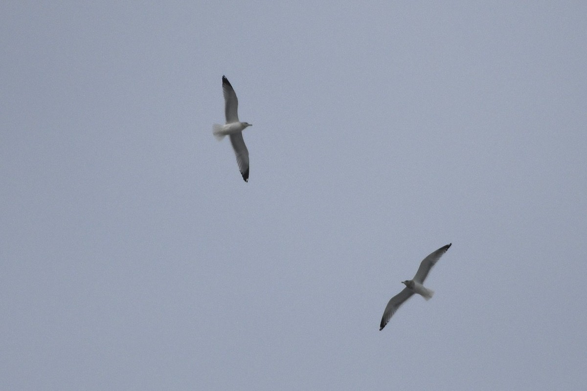 Herring Gull - Ron Rind