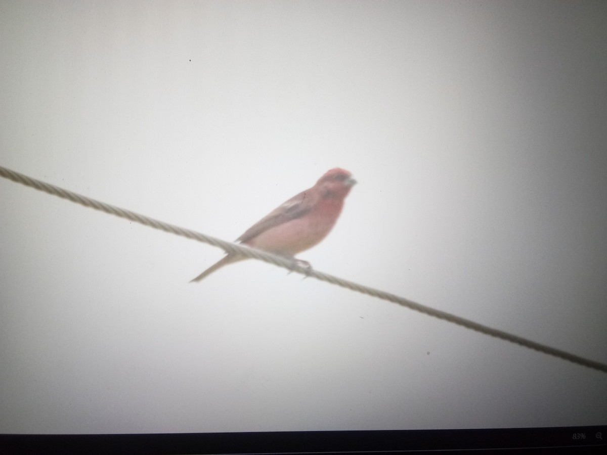 Common Rosefinch - Gaja mohanraj