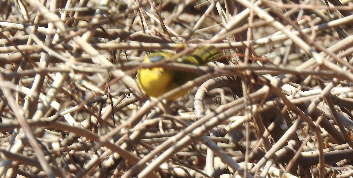Wilson's Warbler - ML614528703