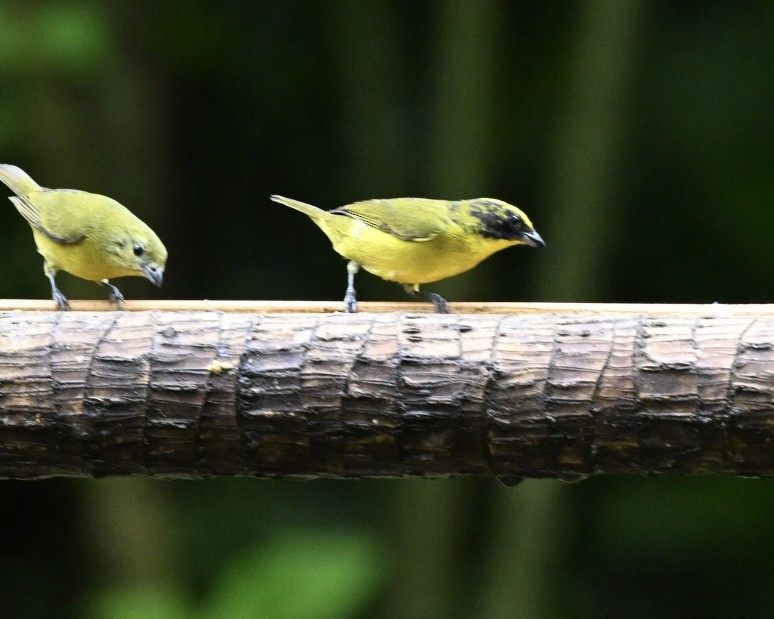 Thick-billed Euphonia (Thick-billed) - Joe Wujcik