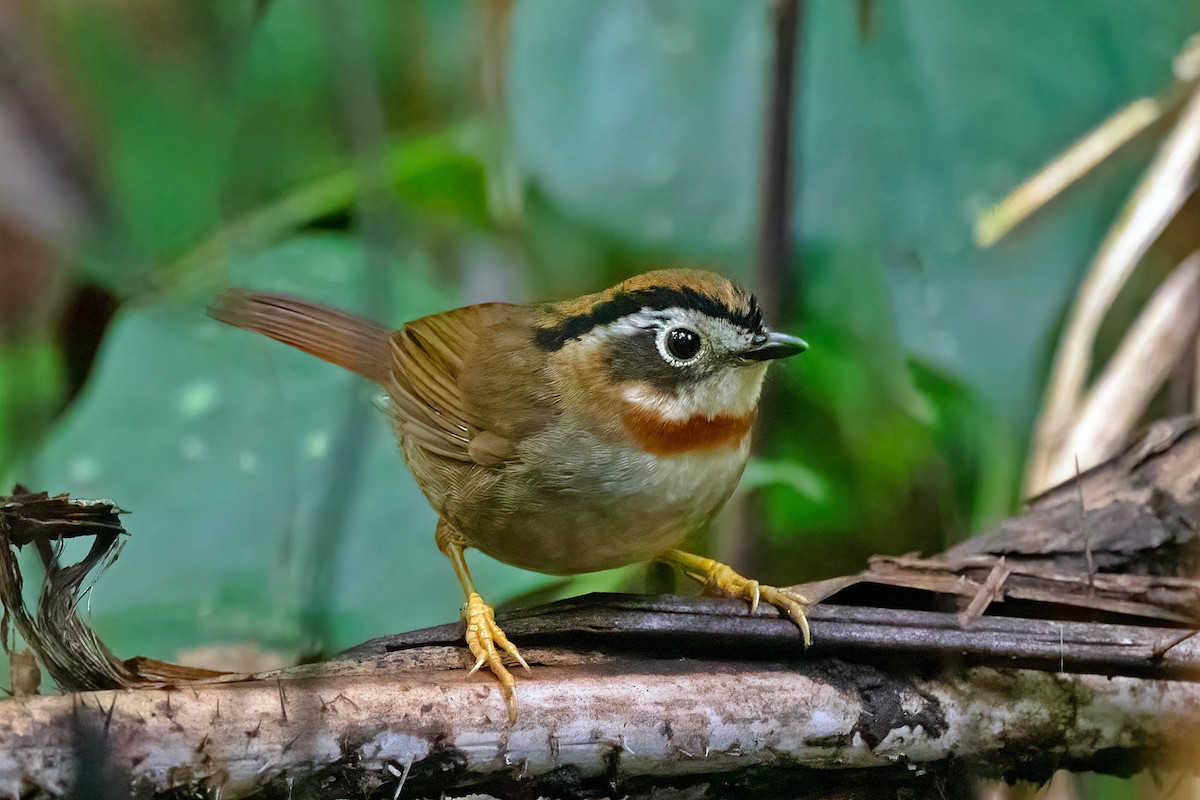 Rufous-throated Fulvetta - ML614528751