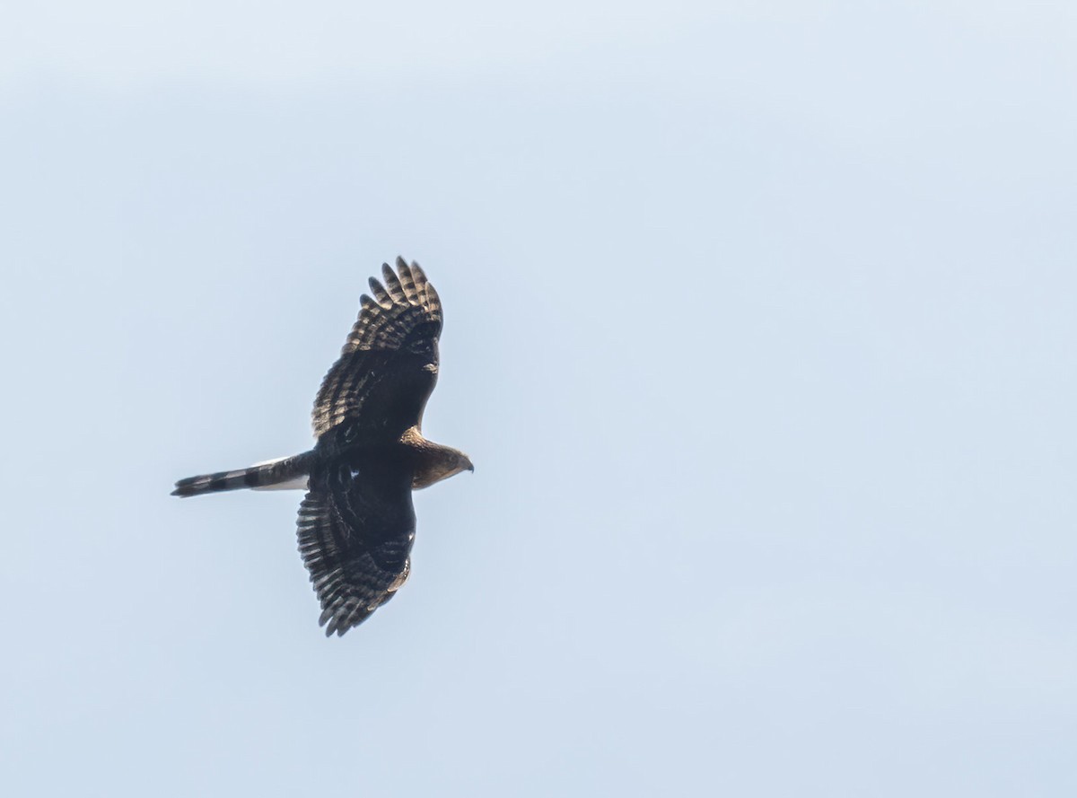 Cooper's Hawk - ML614528756