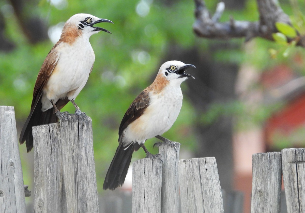 Bare-cheeked Babbler - ML614528758