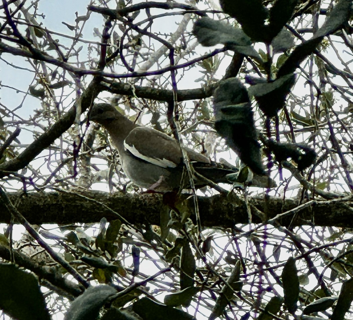 White-winged Dove - ML614528764