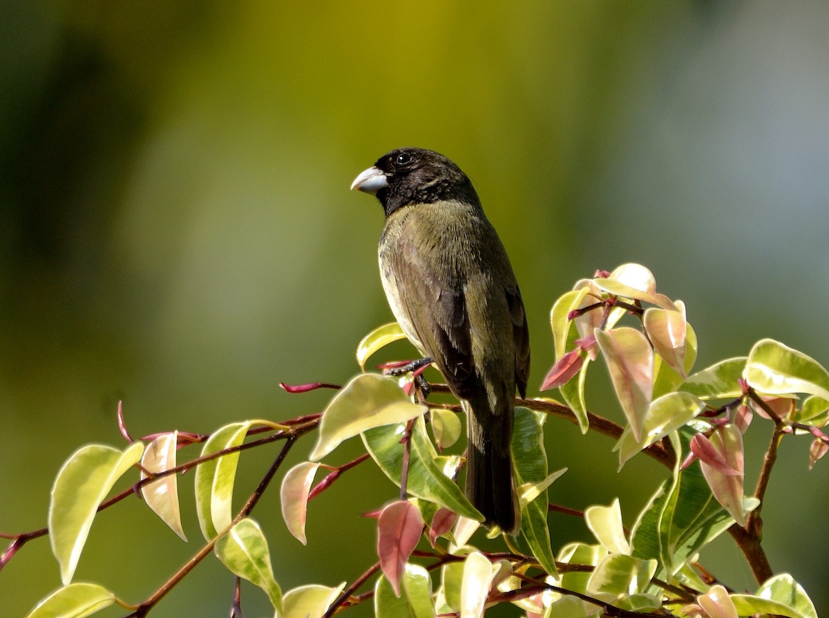 Yellow-bellied Seedeater - ML614528791