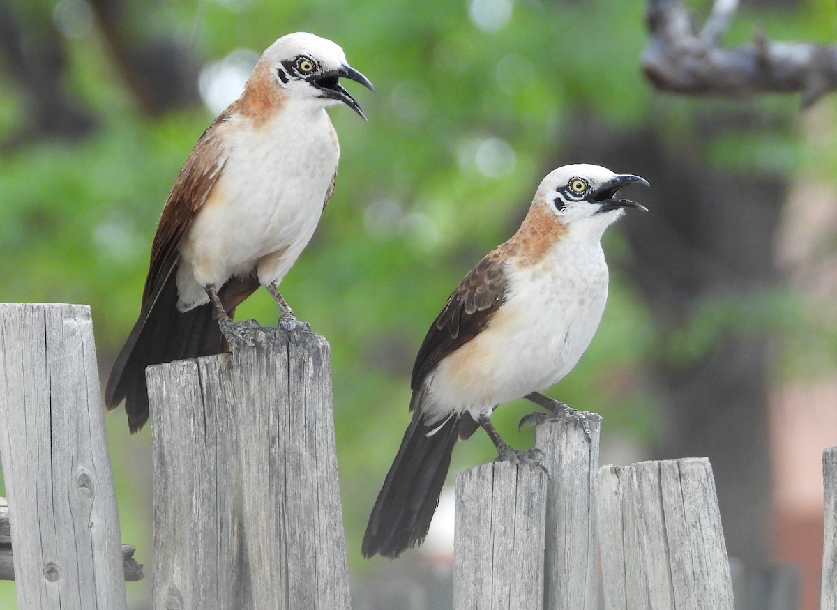 Bare-cheeked Babbler - ML614528817