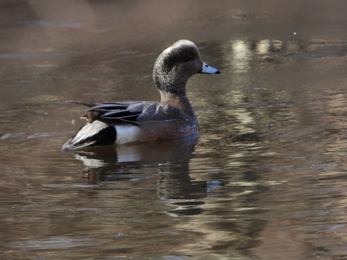 American Wigeon - ML614528825