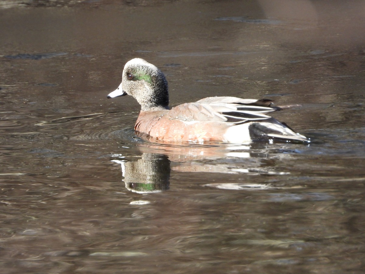 American Wigeon - Sandi Jacques