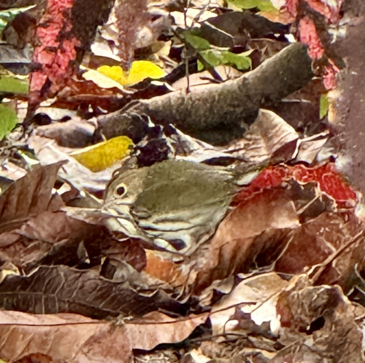 Ovenbird - Jo Drummond