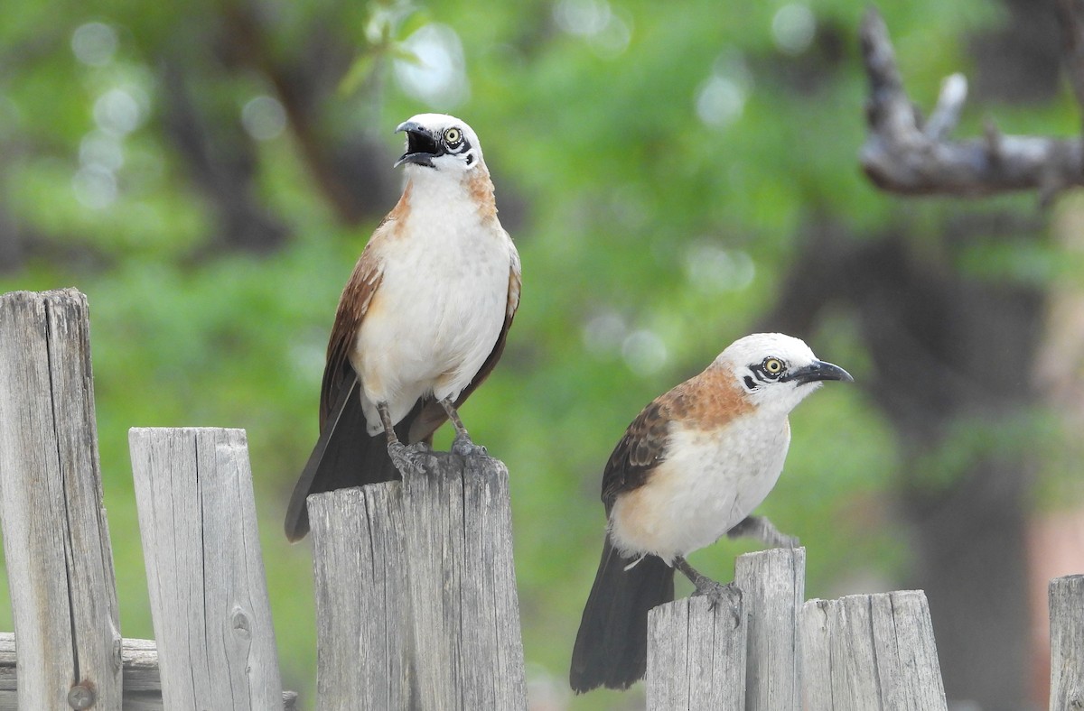 Bare-cheeked Babbler - ML614528839