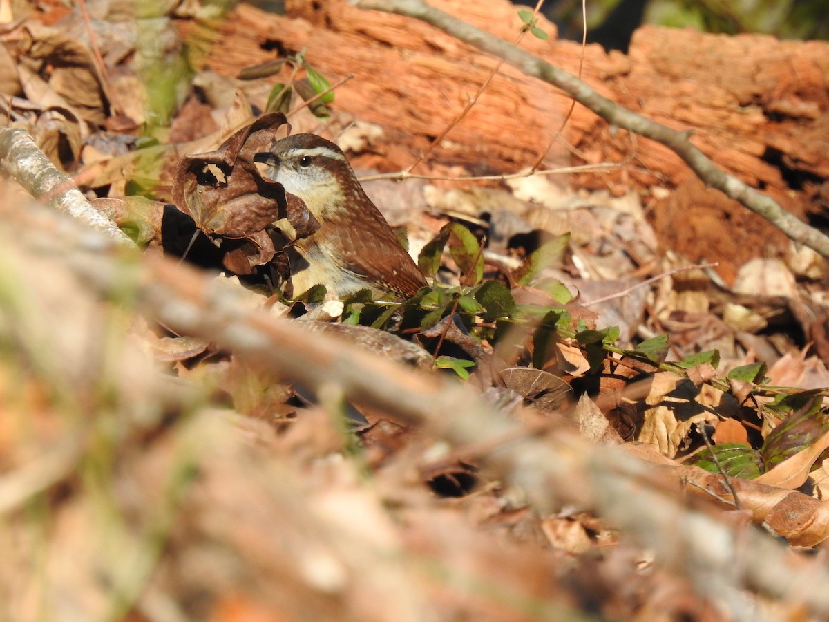 Carolina Wren - ML614528841