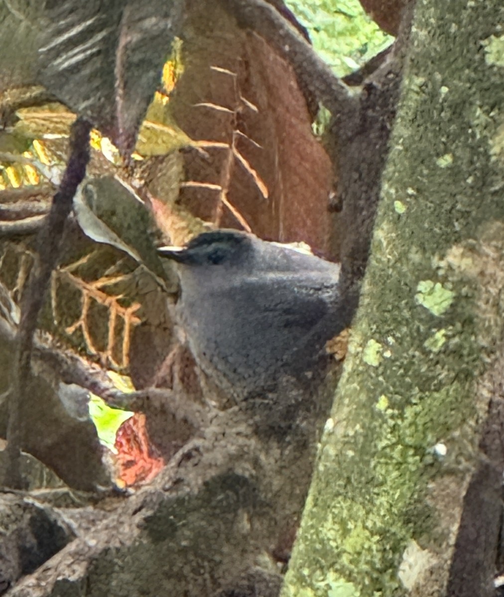 Gray Catbird - Jo Drummond