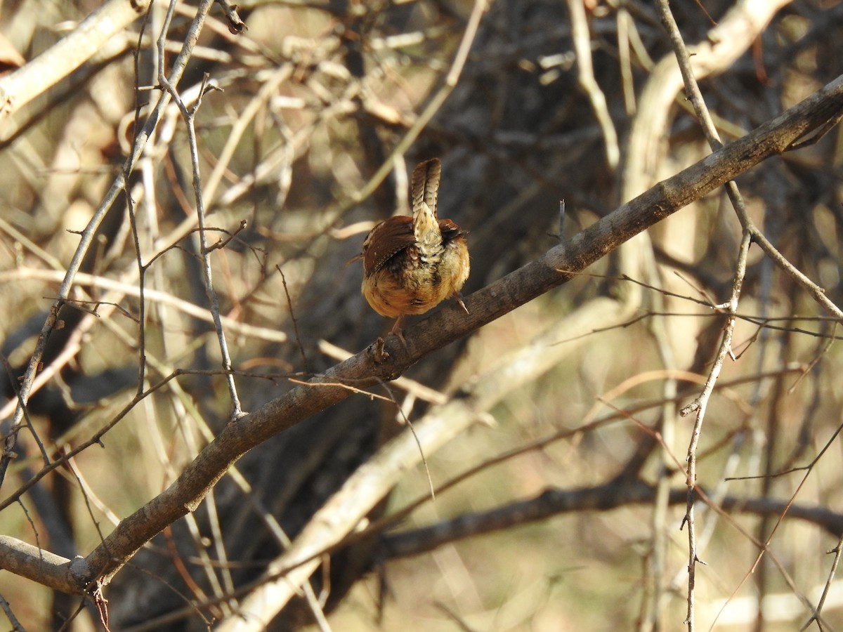 Carolina Wren - ML614528843