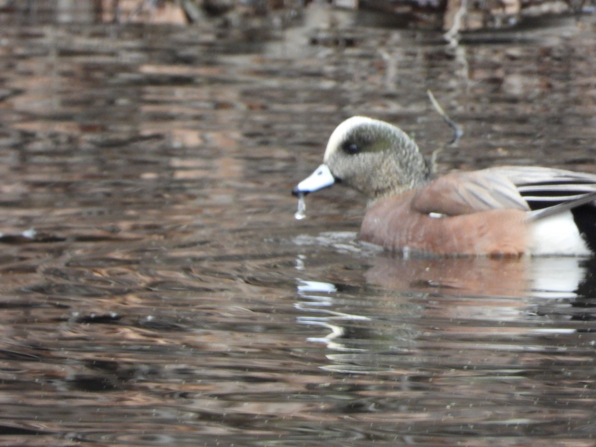 American Wigeon - ML614528909