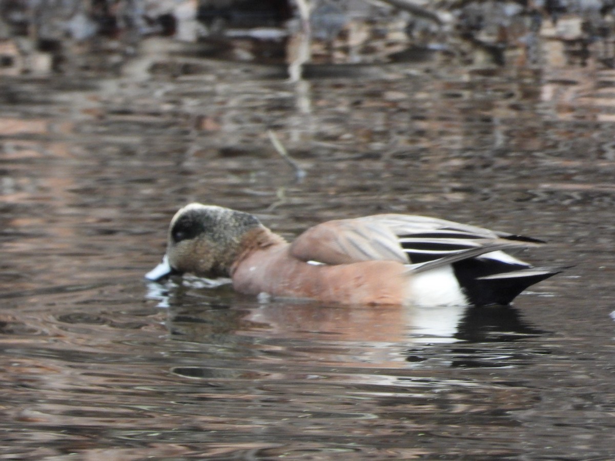 American Wigeon - ML614528910