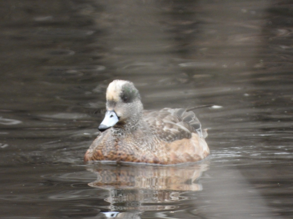 American Wigeon - ML614528911