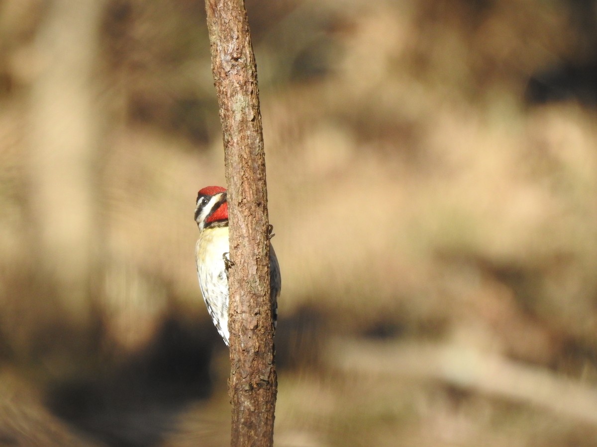 Yellow-bellied Sapsucker - ML614528946