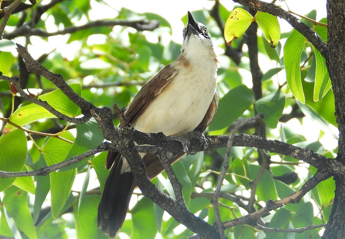 Bare-cheeked Babbler - ML614528957