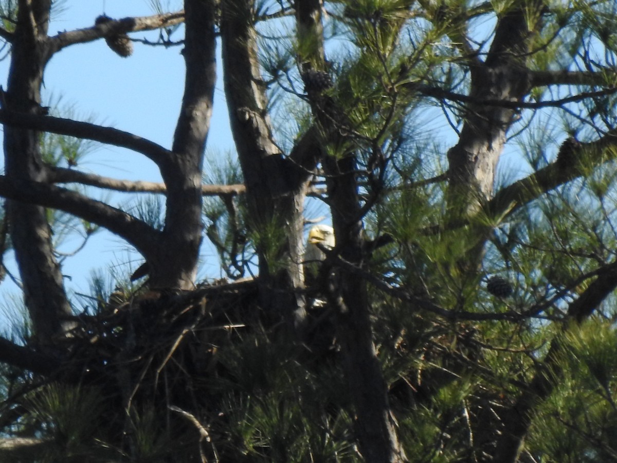 Bald Eagle - ML614528968