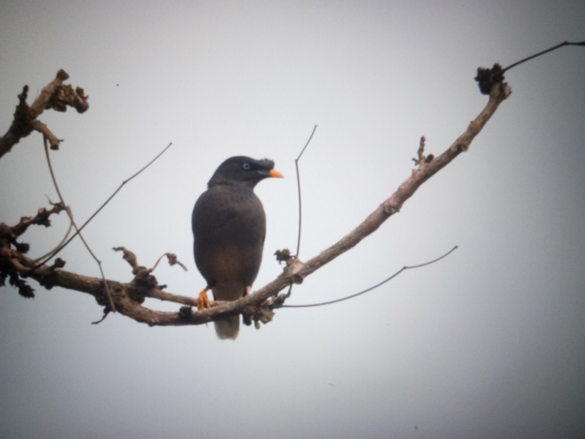 Jungle Myna - ML614528970