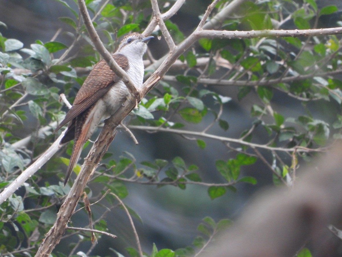 Banded Bay Cuckoo - ML614528980