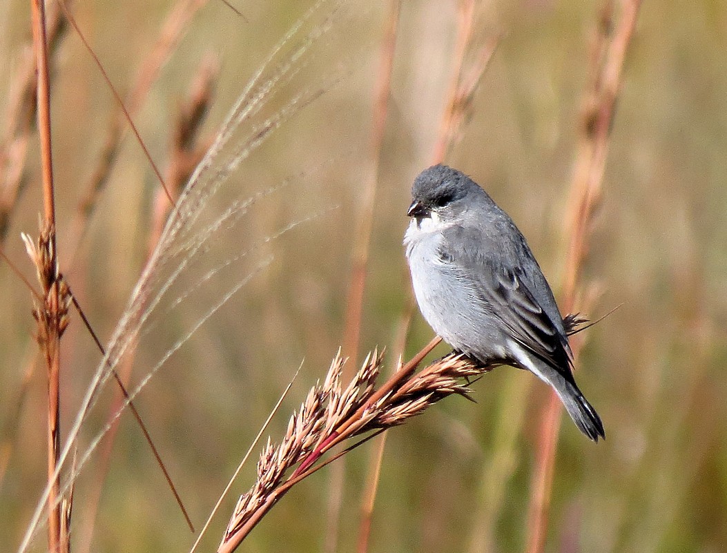 Plumbeous Seedeater - ML61452901