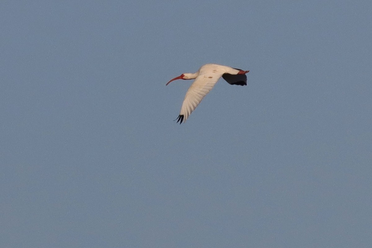 White Ibis - Margaret Viens