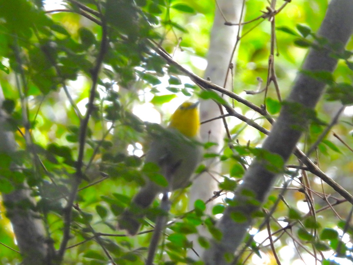 Yellow-headed Warbler - ML614529038