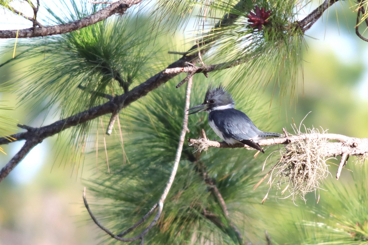 Belted Kingfisher - Margaret Viens