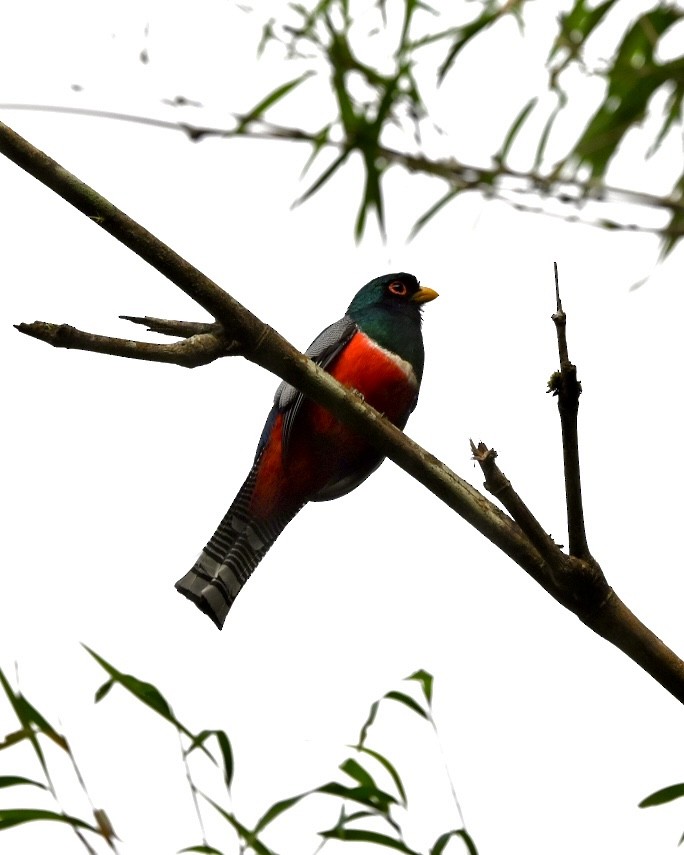 Trogón Acollarado (grupo collaris) - ML614529069