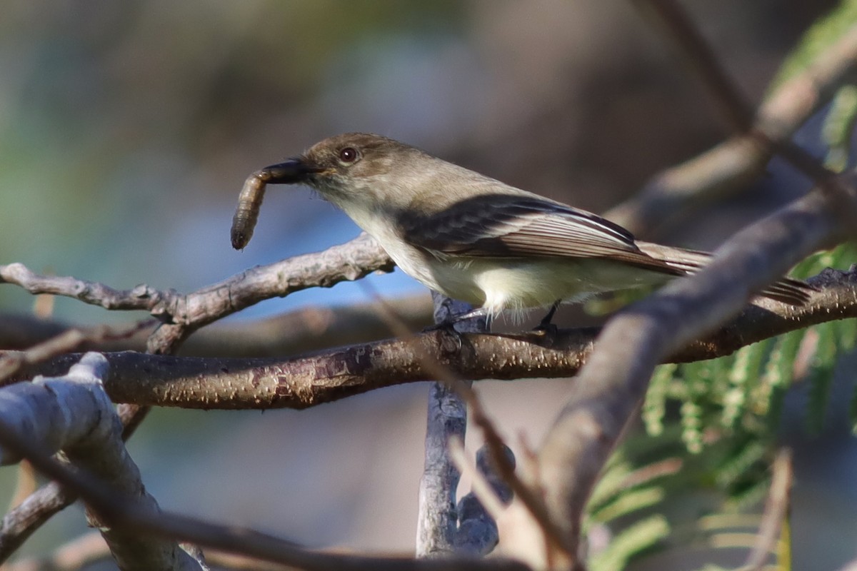 Eastern Phoebe - ML614529086