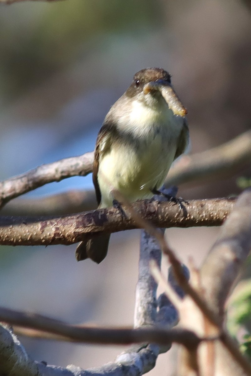 Eastern Phoebe - ML614529087