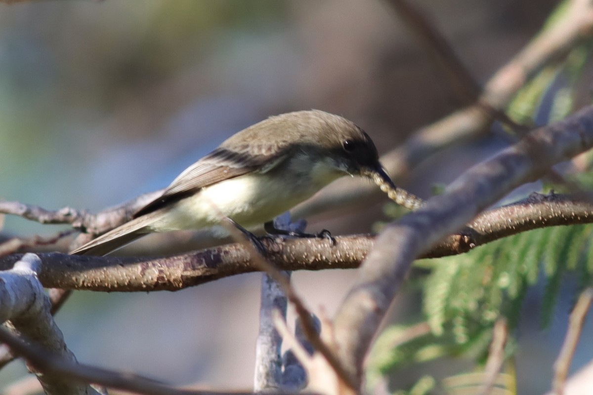 Eastern Phoebe - ML614529088