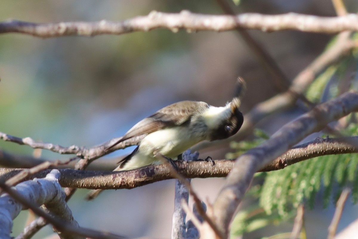 Eastern Phoebe - ML614529090