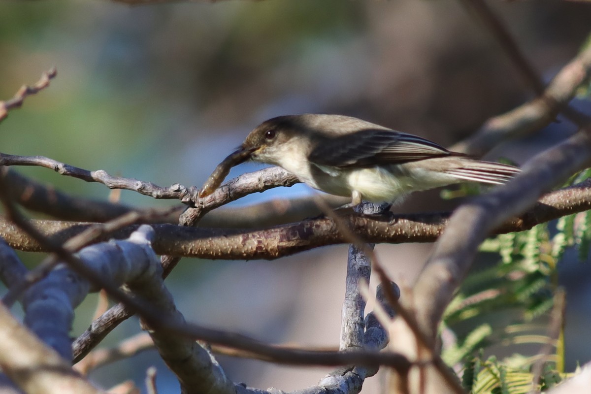 Eastern Phoebe - ML614529091