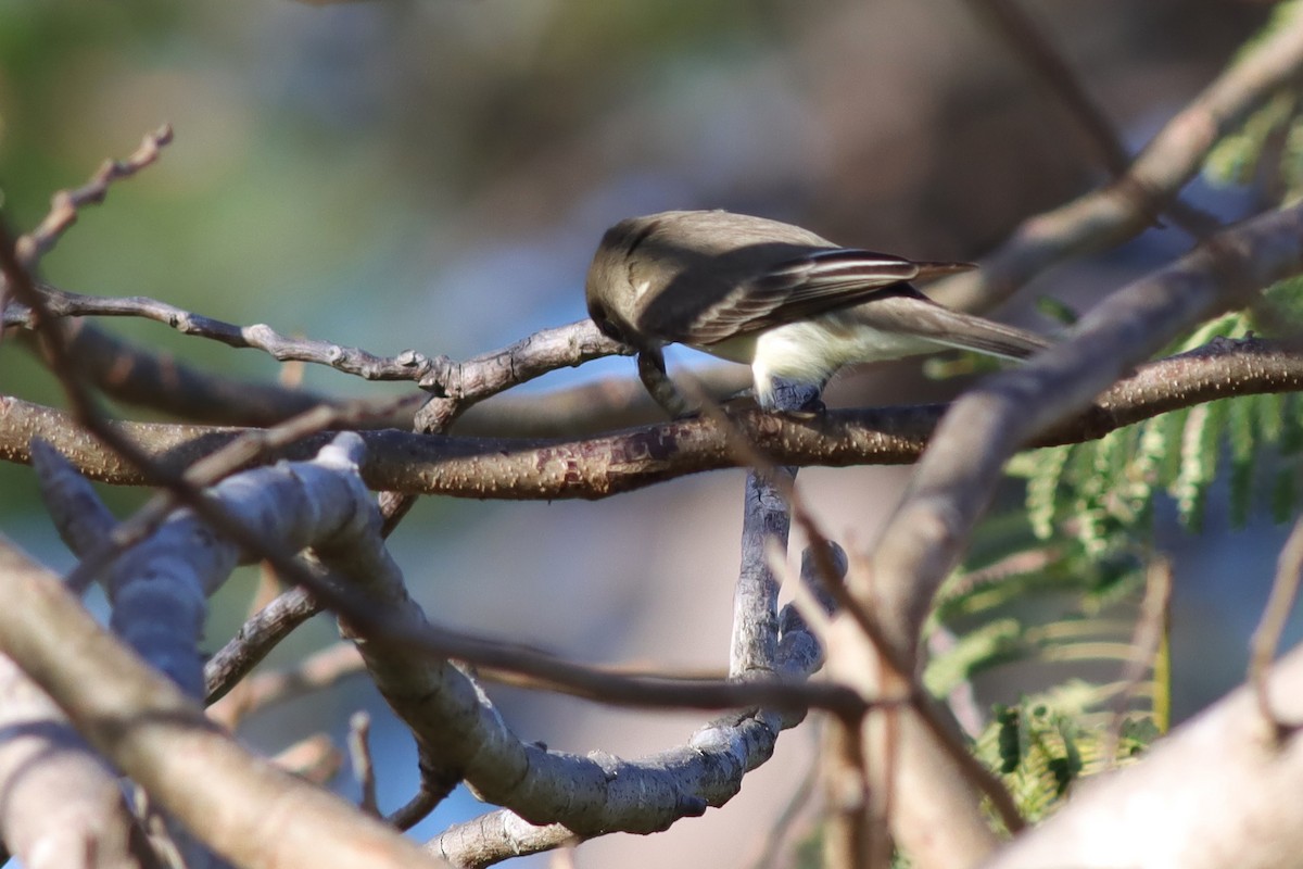 Eastern Phoebe - ML614529092