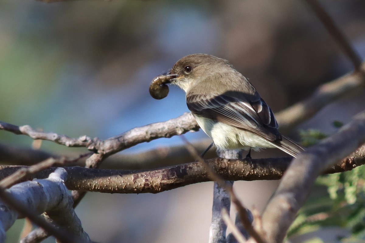 Eastern Phoebe - ML614529093