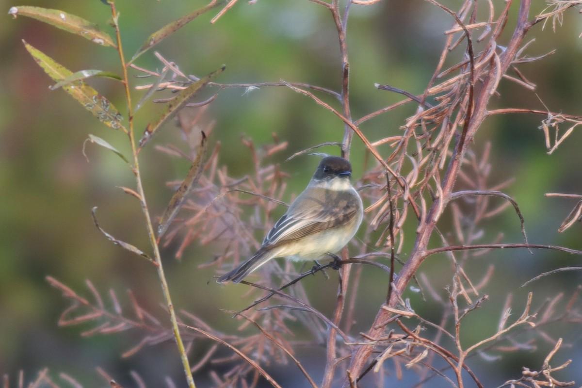 Eastern Phoebe - ML614529094