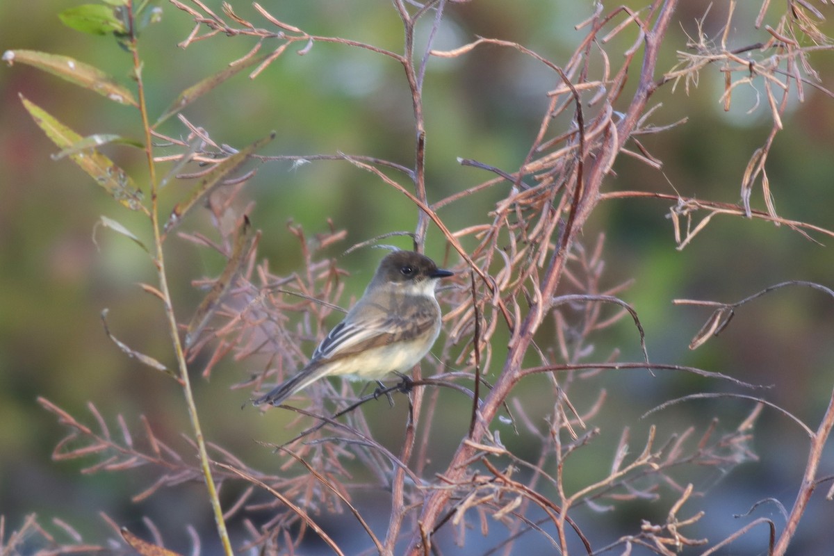 Eastern Phoebe - ML614529095