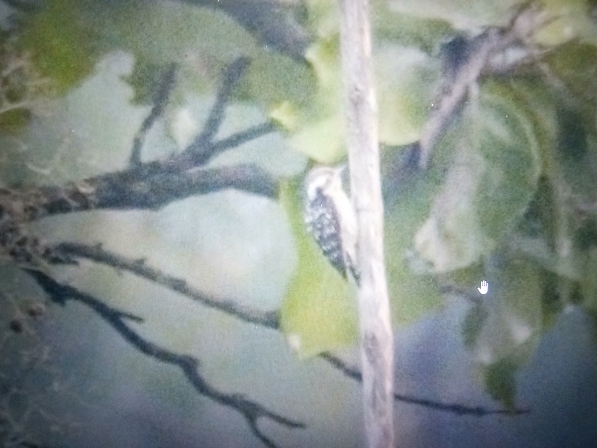 Brown-capped Pygmy Woodpecker - ML614529097