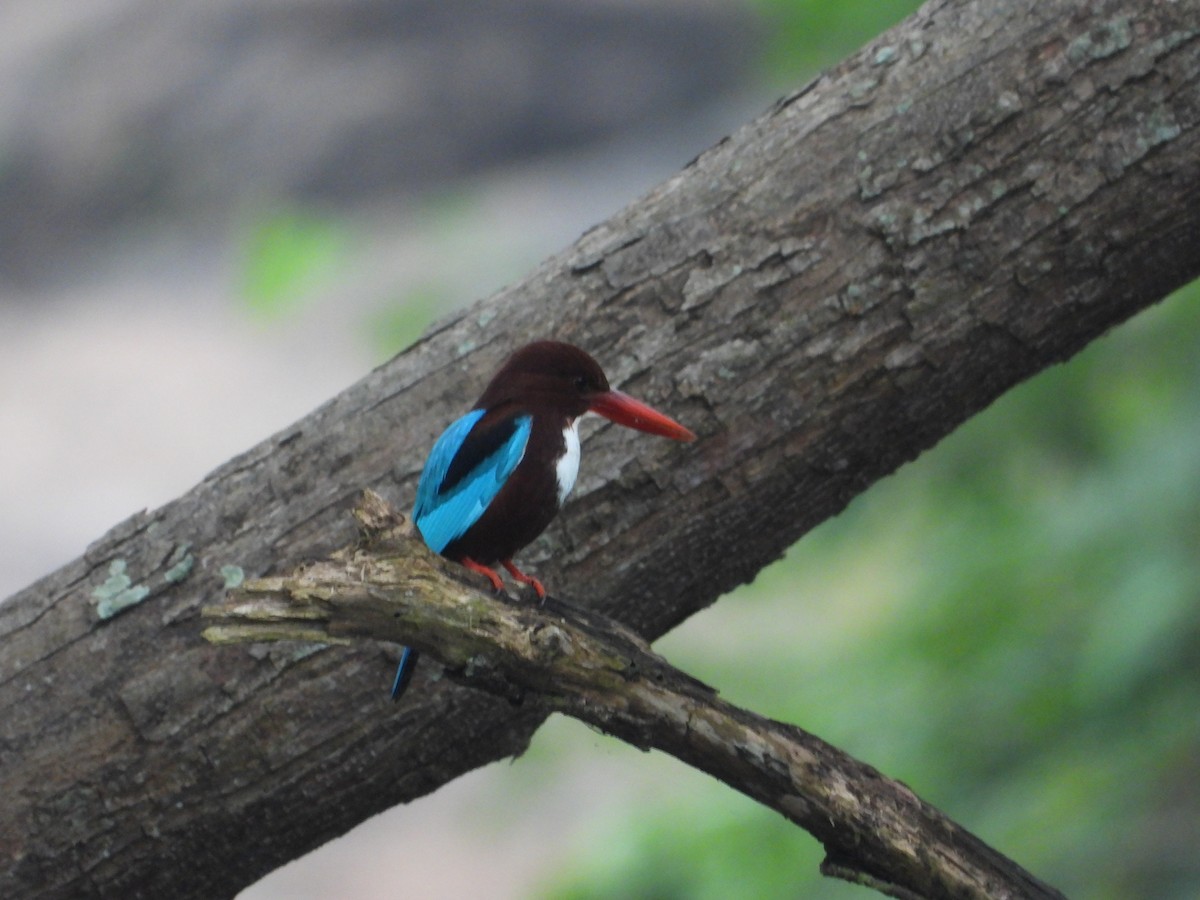 White-throated Kingfisher - ML614529131