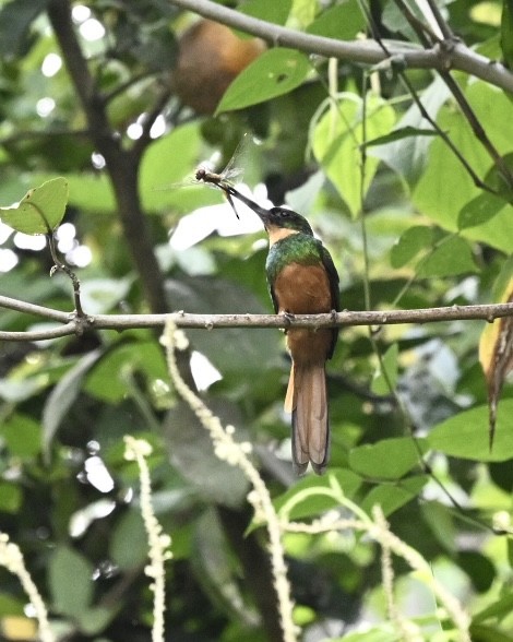 Rufous-tailed Jacamar (Black-chinned) - ML614529159