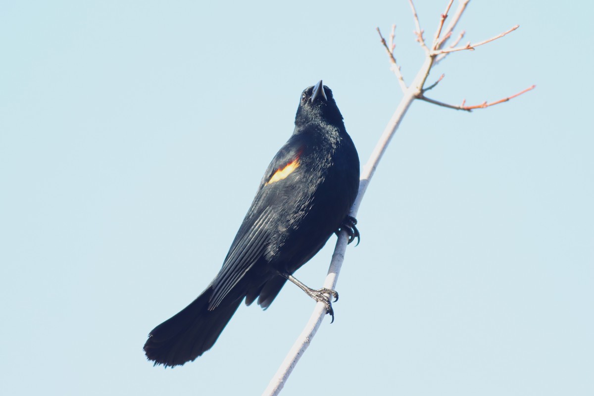 Red-winged Blackbird - Margaret Viens