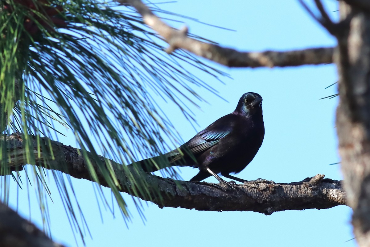 Common Grackle - Margaret Viens