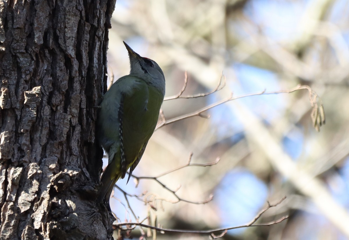 Gray-headed Woodpecker - ML614529183