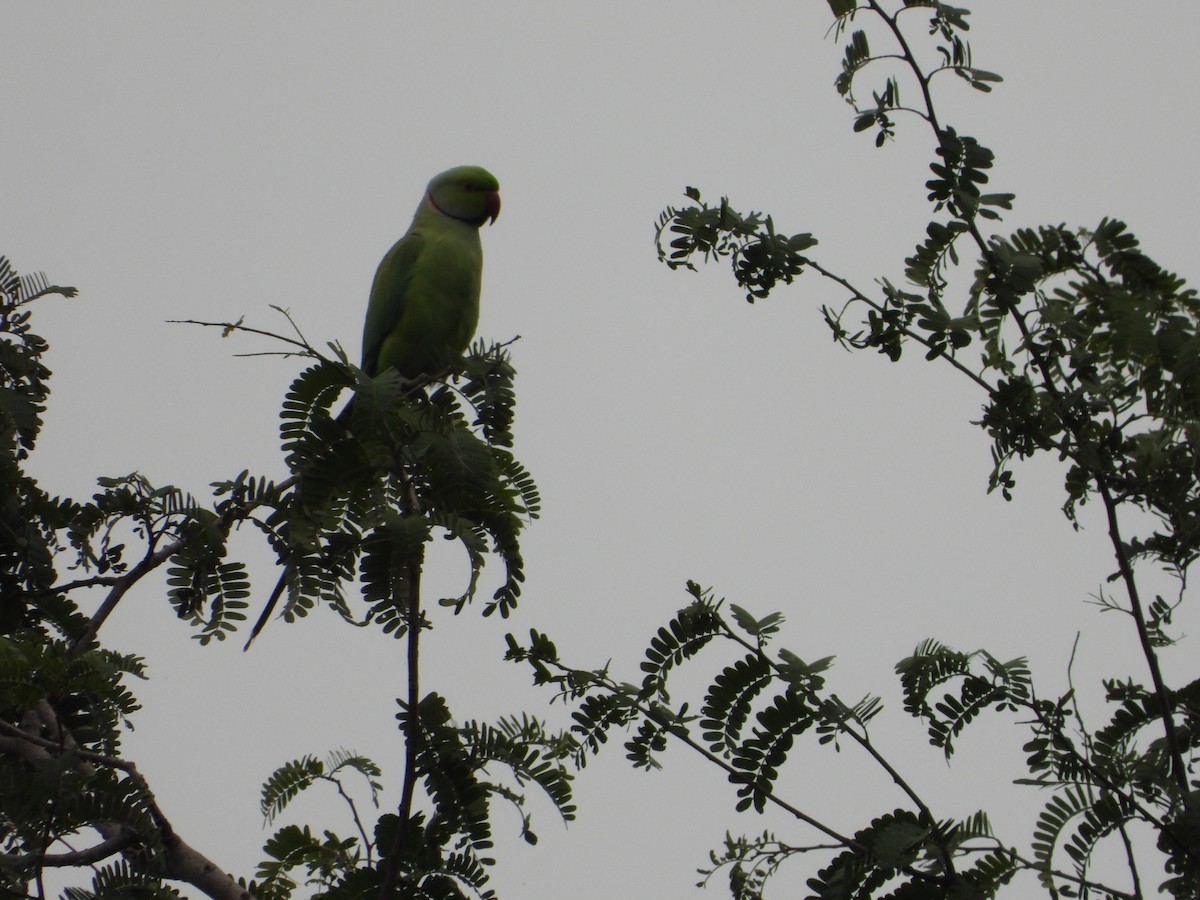 Yeşil Papağan - ML614529186