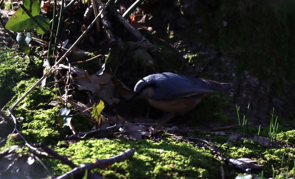 Eurasian Nuthatch - ML614529190