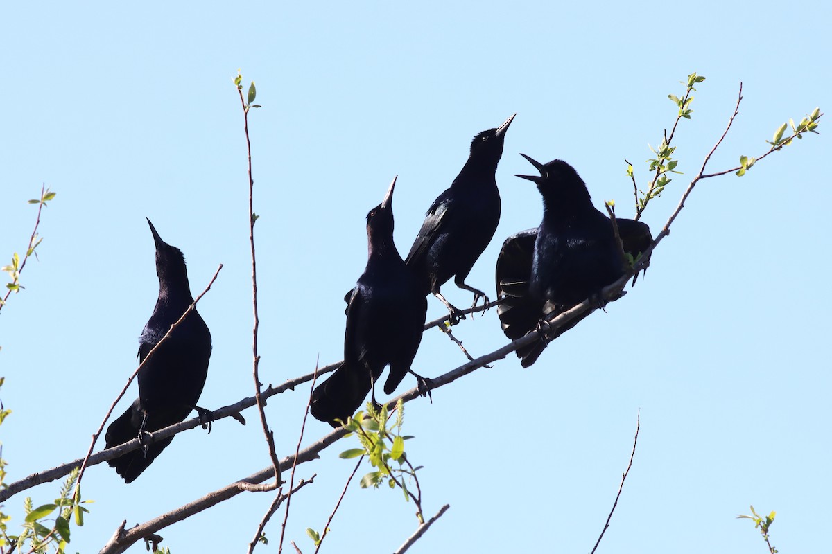 Boat-tailed Grackle - ML614529194