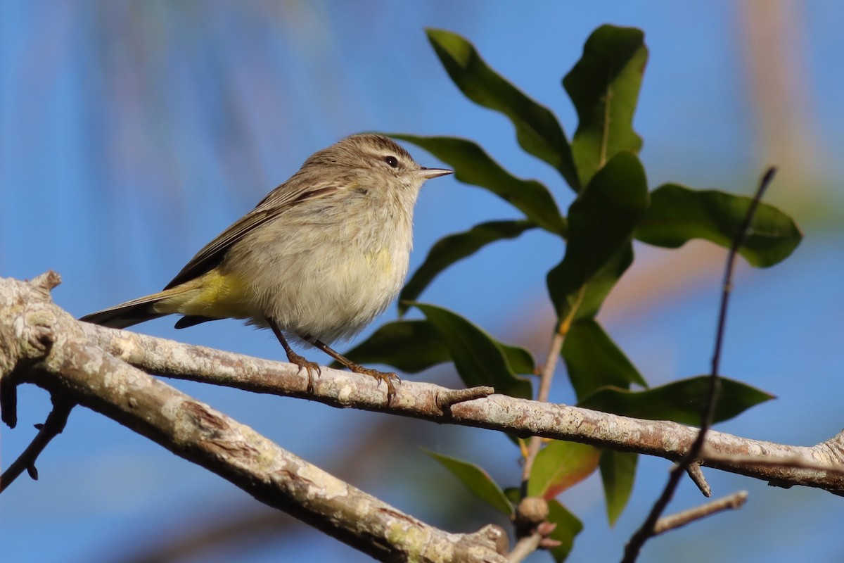 Palm Warbler - Margaret Viens